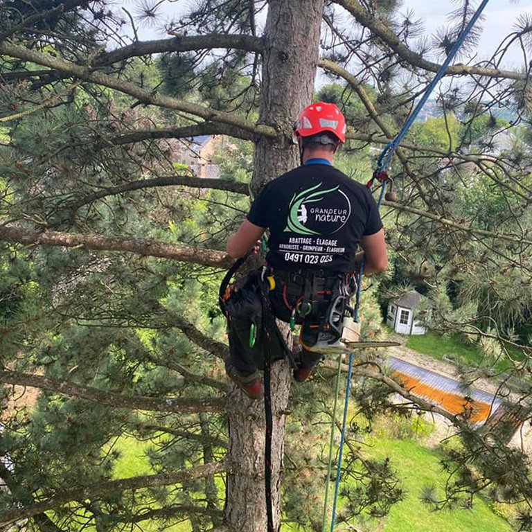 soin des arbres et élagage